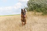 BERGER ALLEMAND 232